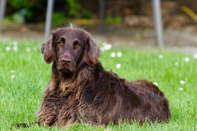 picture of a puppy