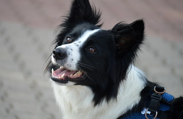 picture of a puppy
