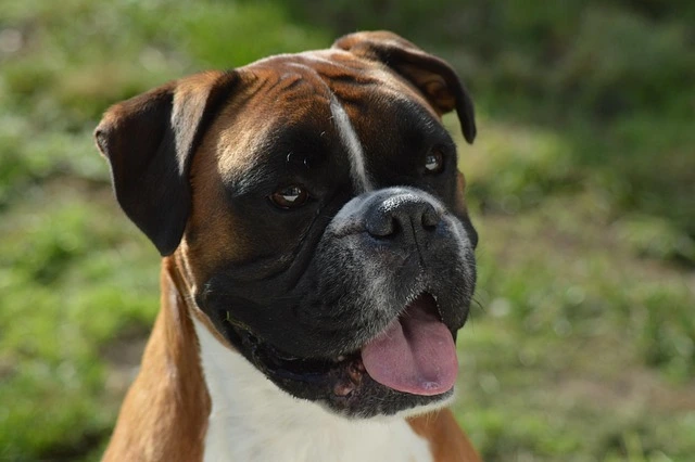 picture of a puppy