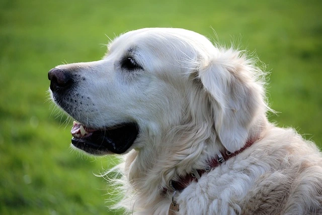 picture of a puppy