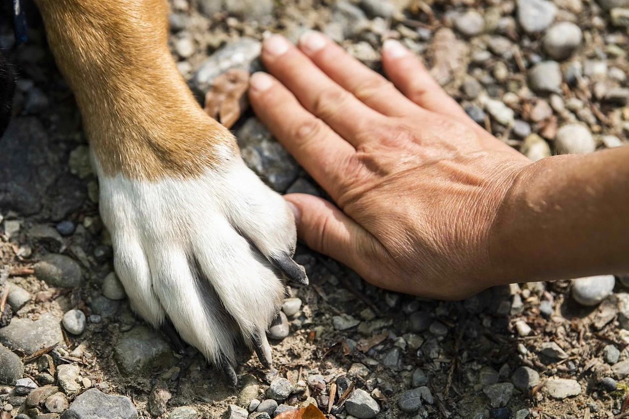 dogs paw next to mans hand