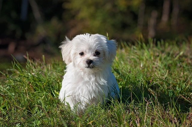 picture of a puppy