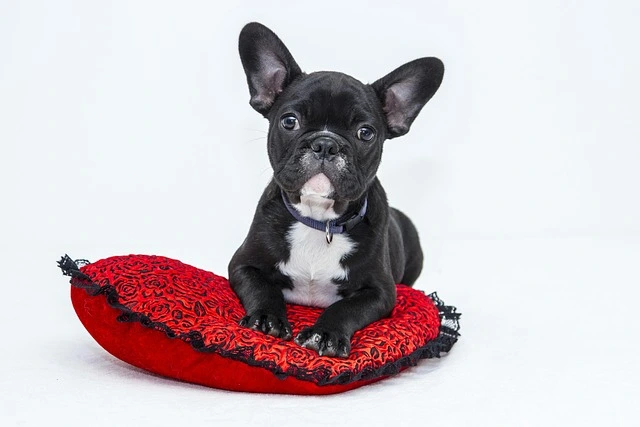 picture of a puppy