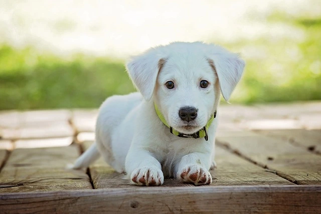 picture of a puppy