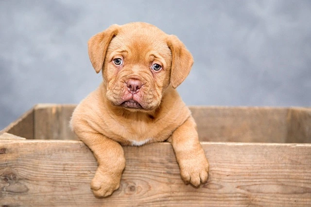 picture of a puppy