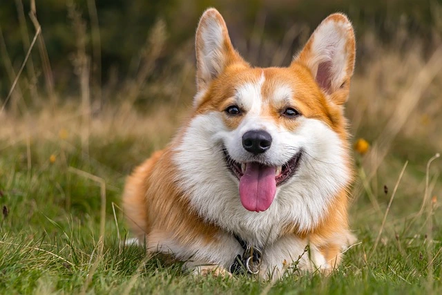 picture of a puppy