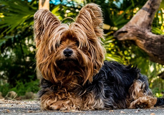 picture of a puppy