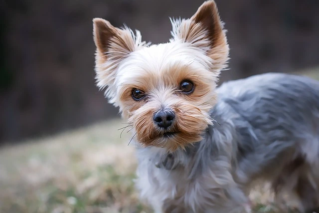 picture of a puppy