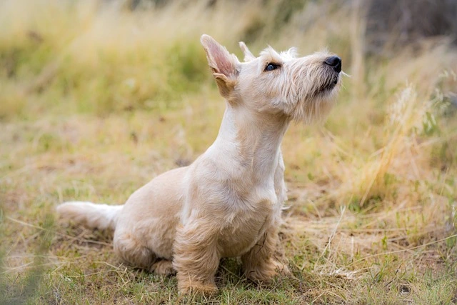 picture of a puppy